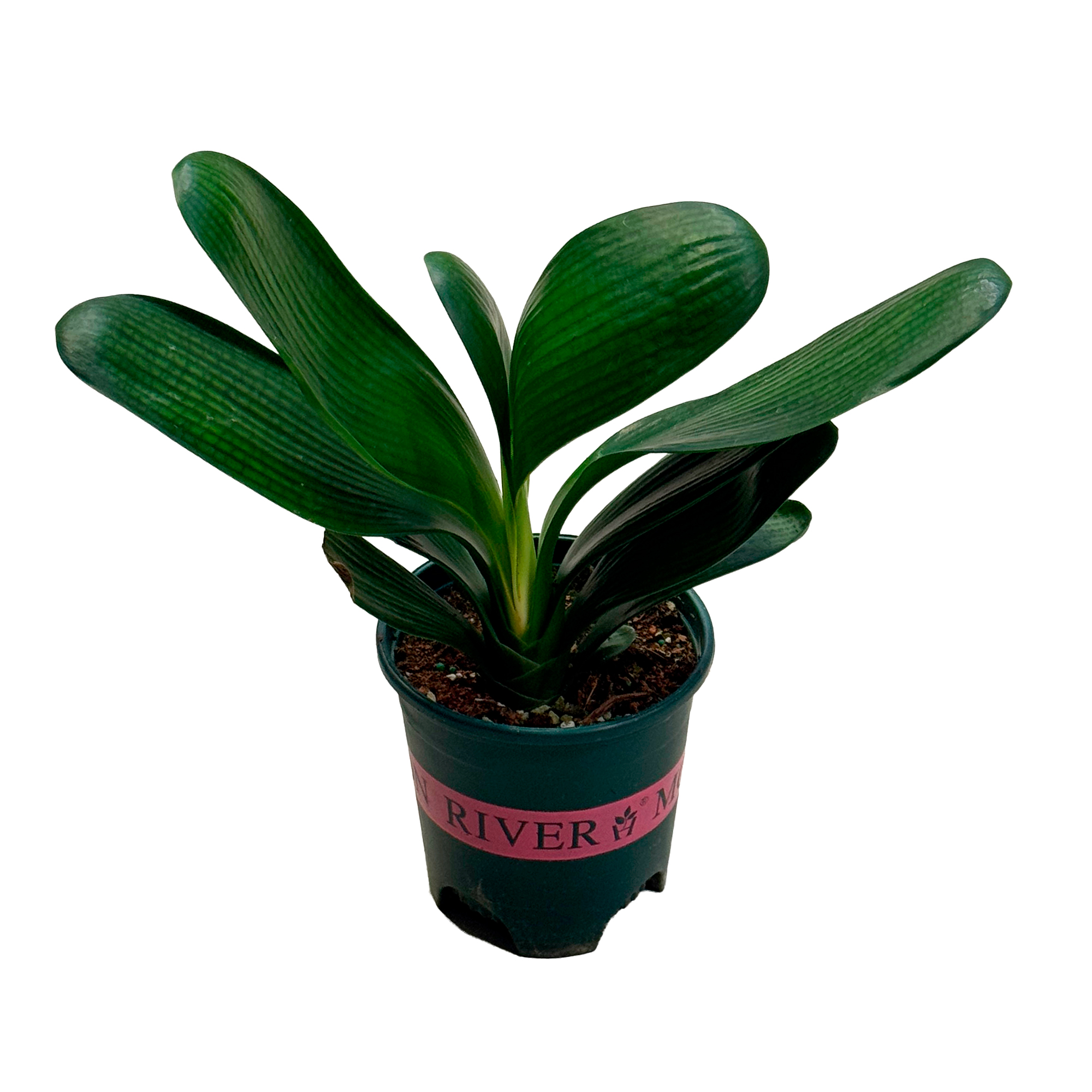 Кливия Миниата без цветов