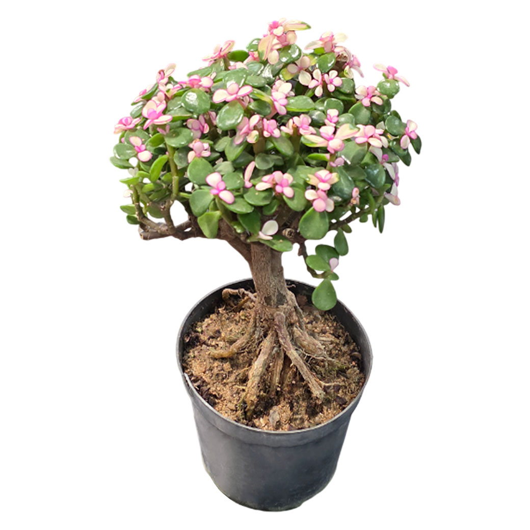 Портулакария Афра бонсай