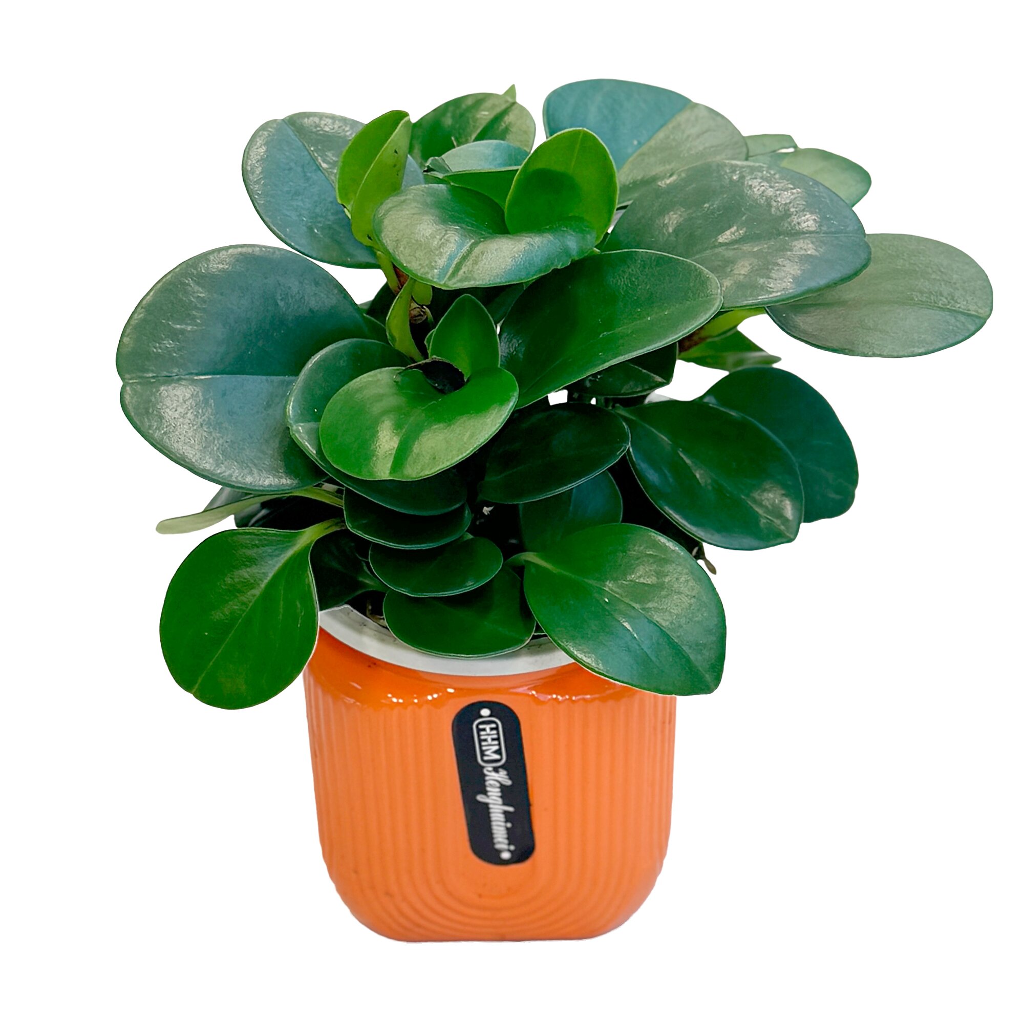 Пеперомия Обтусифолия в кашпо