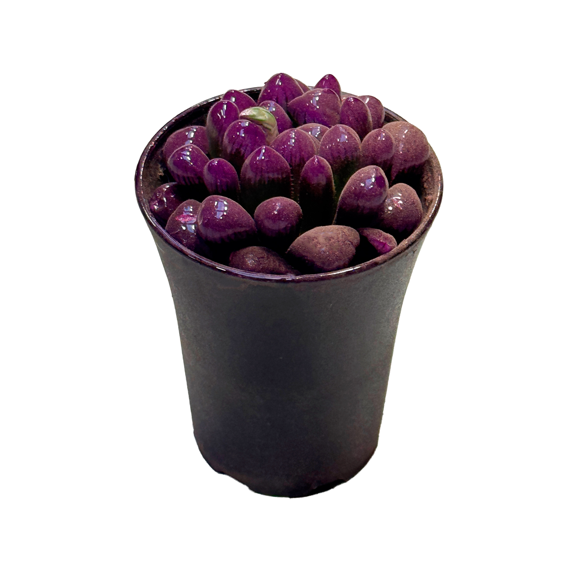 Хавортия Купери крашеная