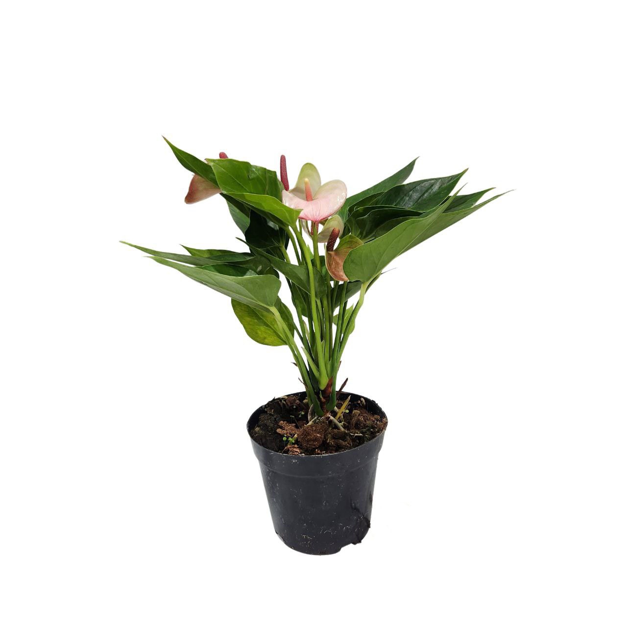 Антуриум андрианум Беби Элеганс