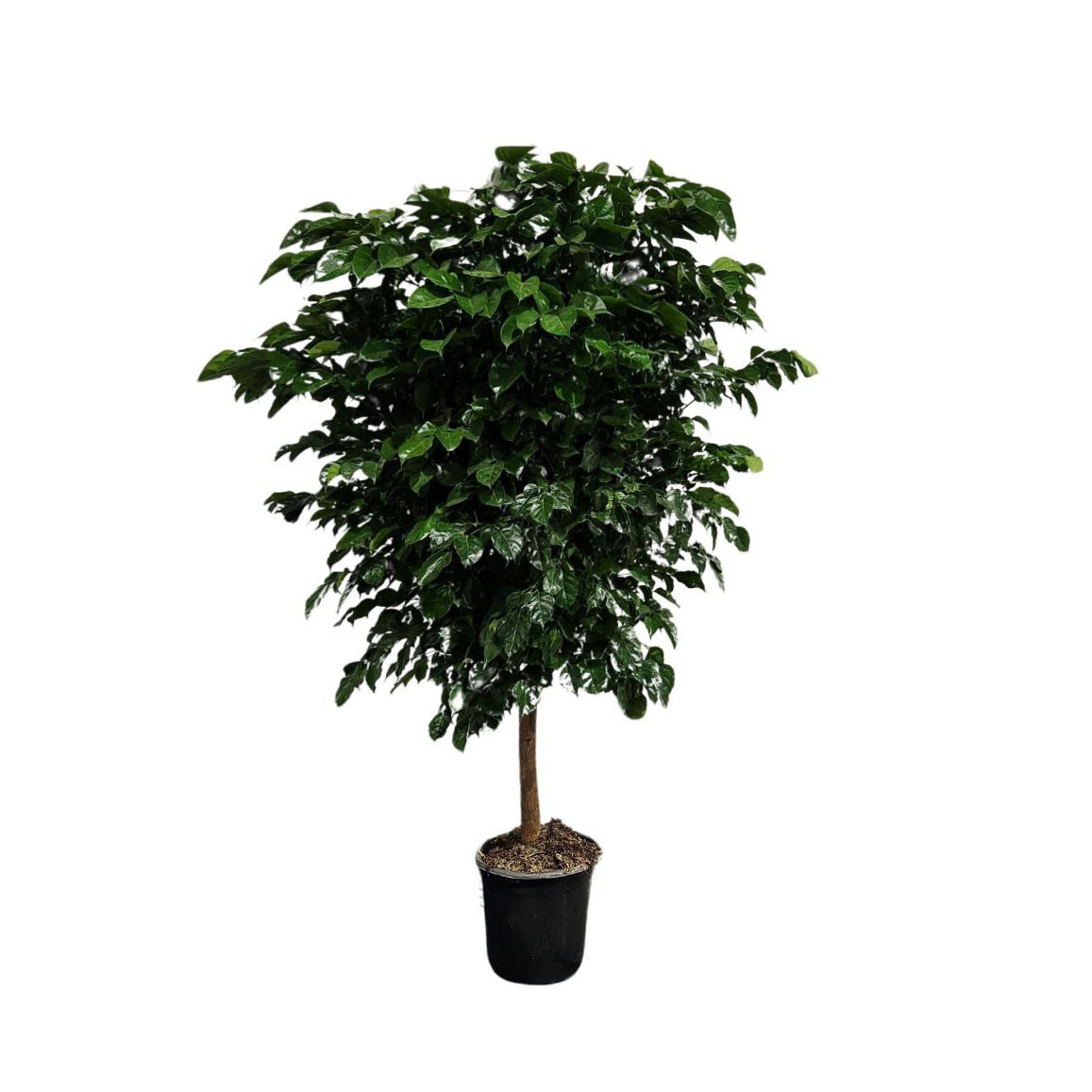 Радермахера