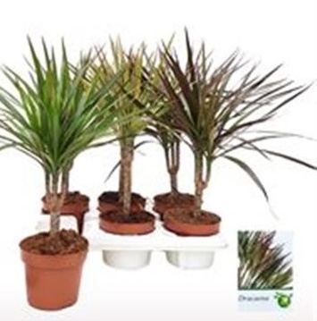 Драцена маргината Микс 1 ст