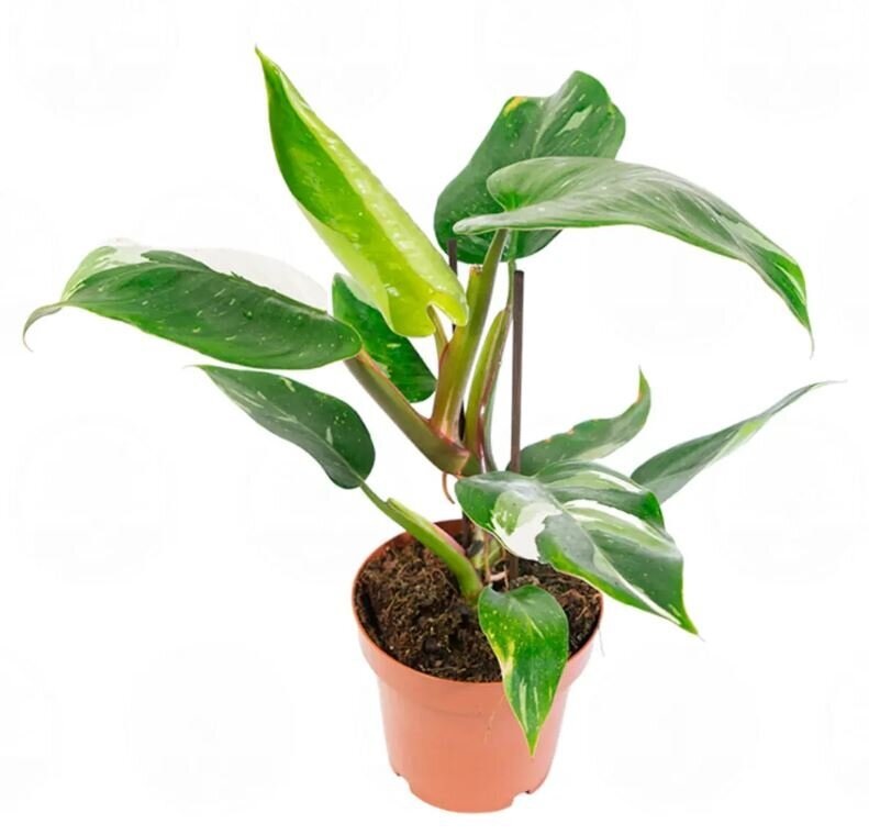 Филодендрон Вайт Принцесс