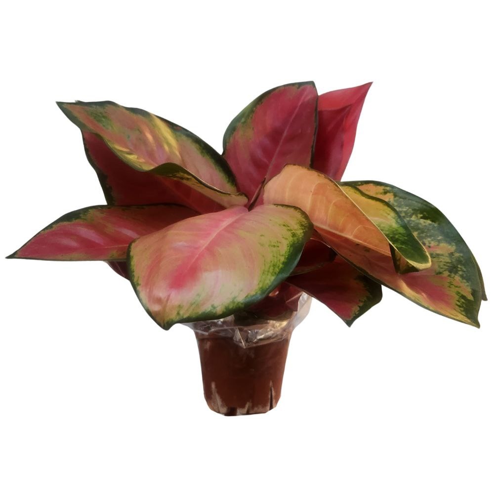 Аглаонема Чина Красная