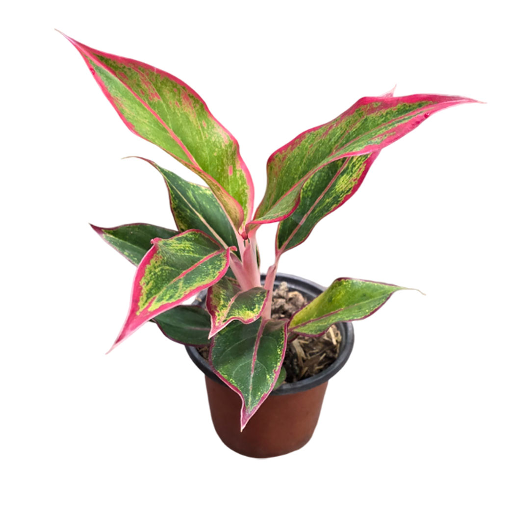 Аглаонема Фаерворкс