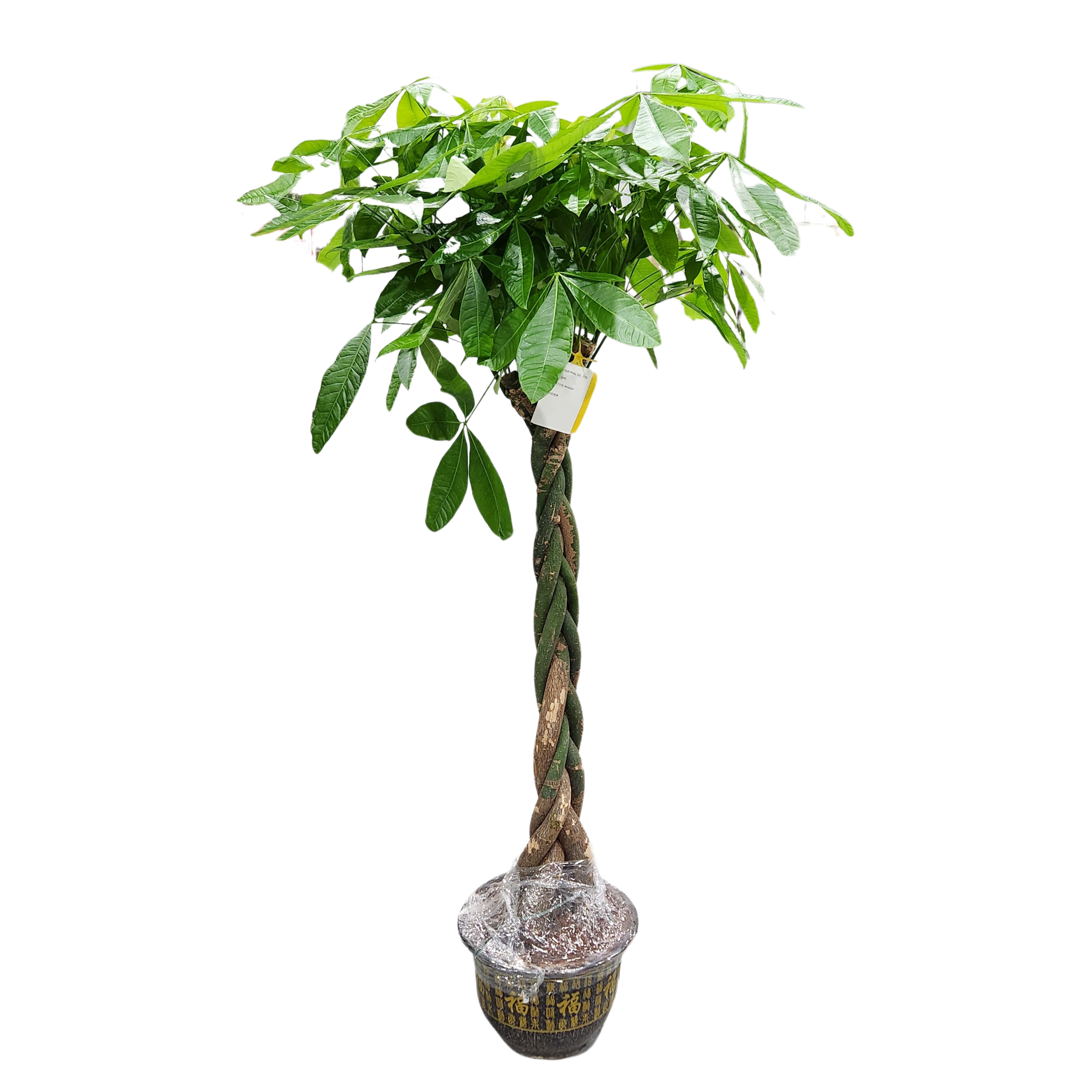 Пахира Акватика переплетенная