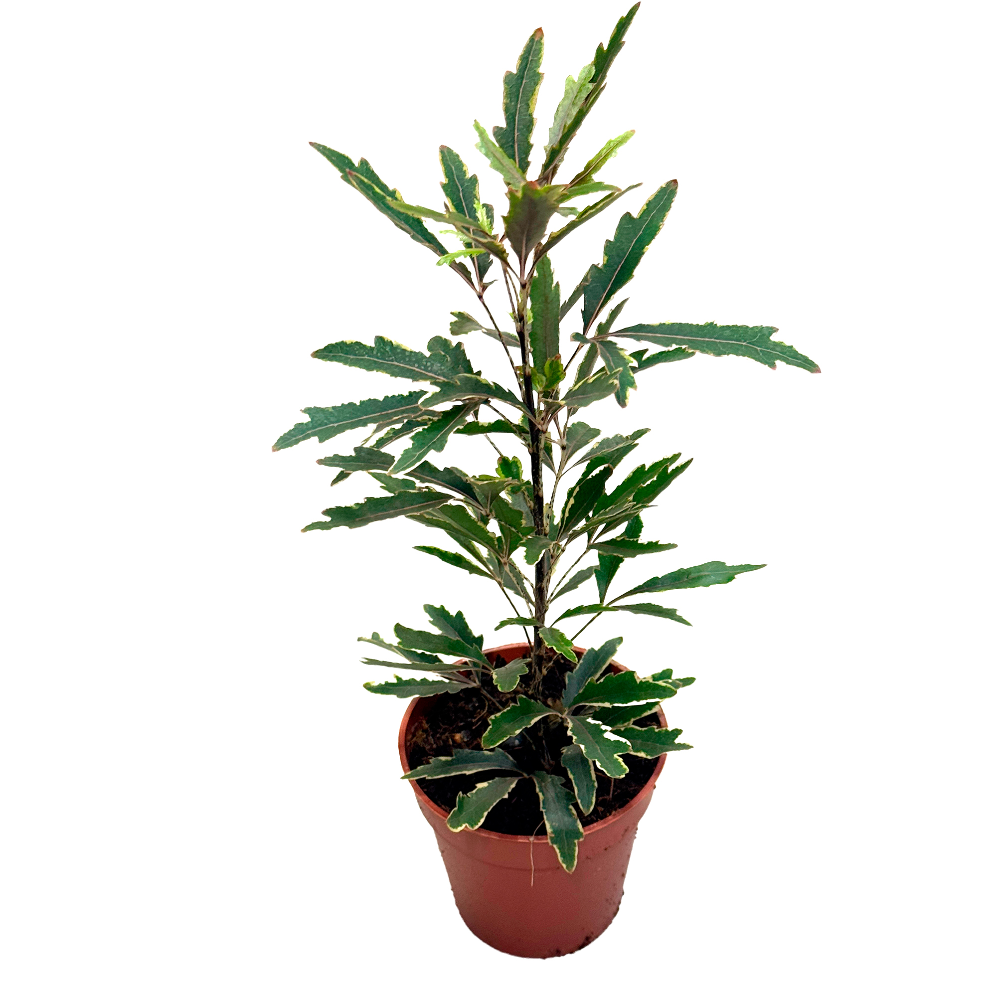 Шеффлера Бианка