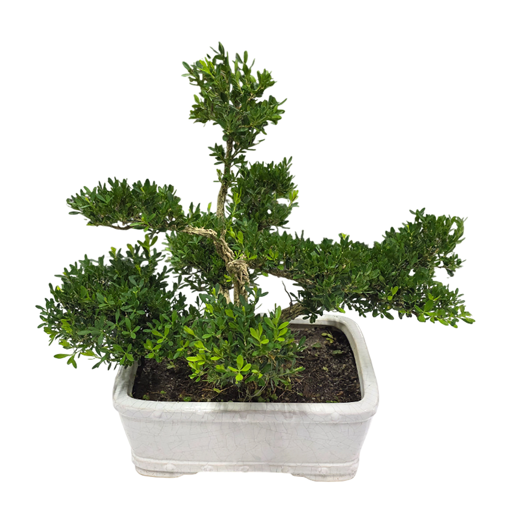 Бонсай Микс в керамике