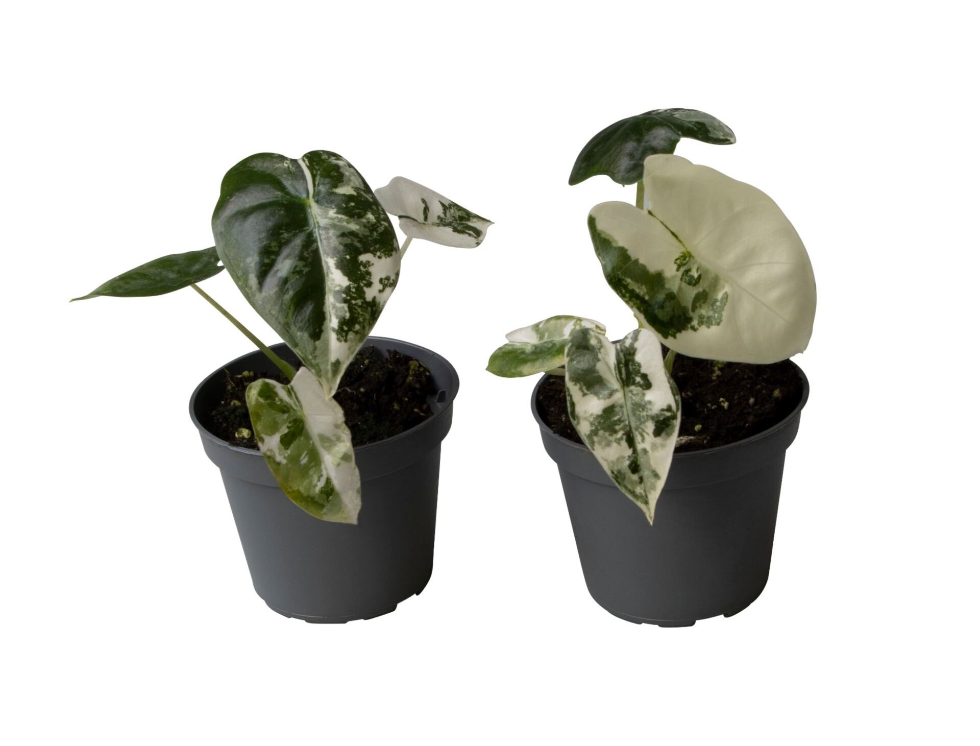 Алоказия Фридек Вариегата