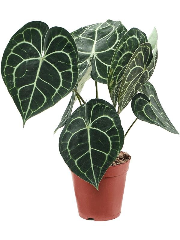 Антуриум хрустальный