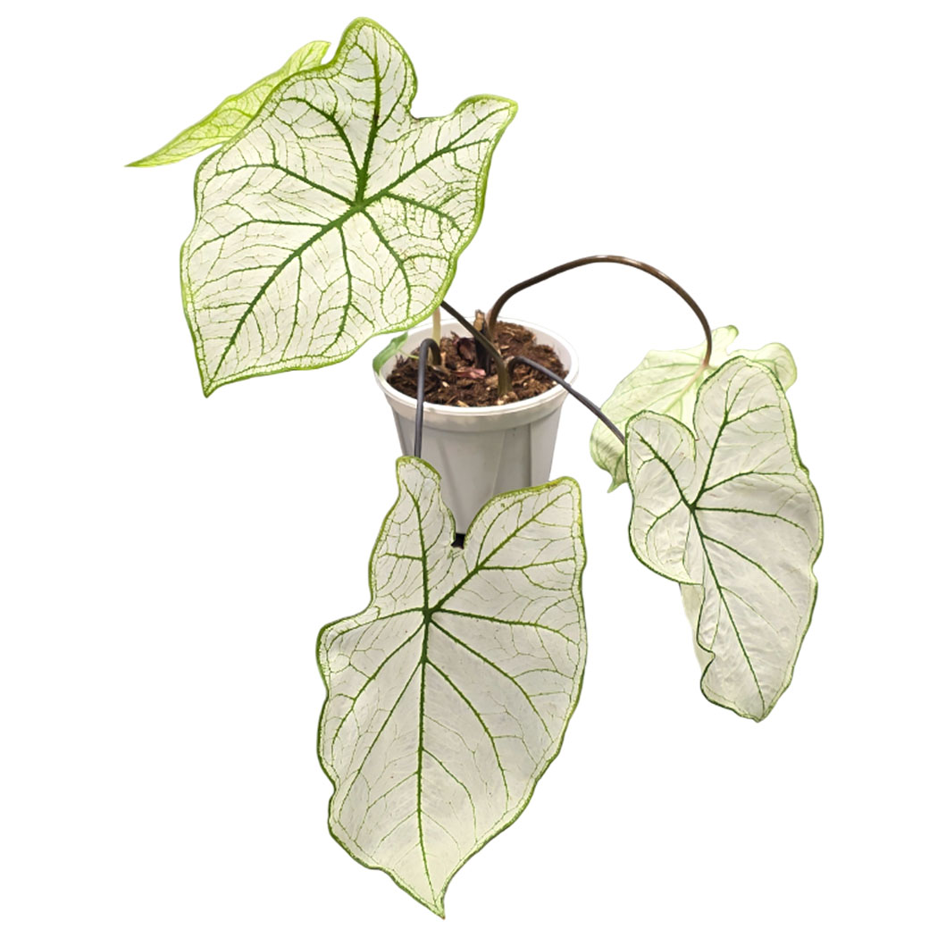 Каладиум белый