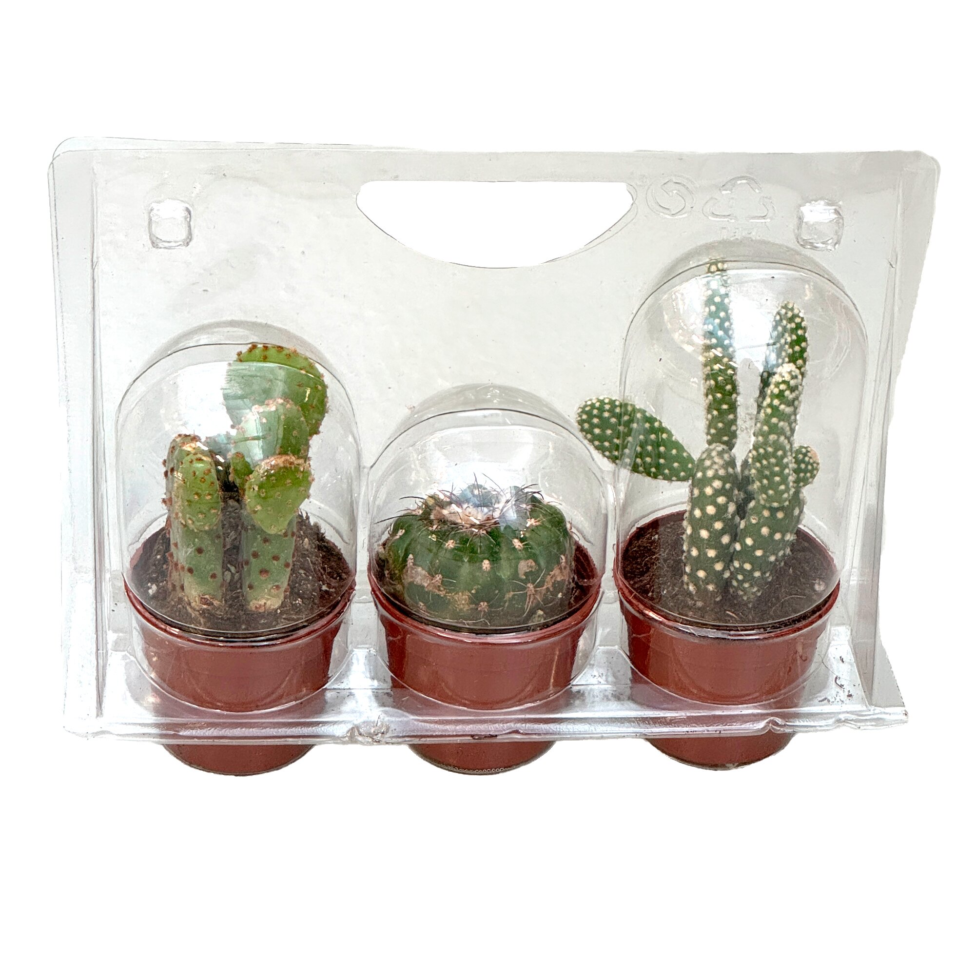 Кактус Микс в блистере 3 шт.