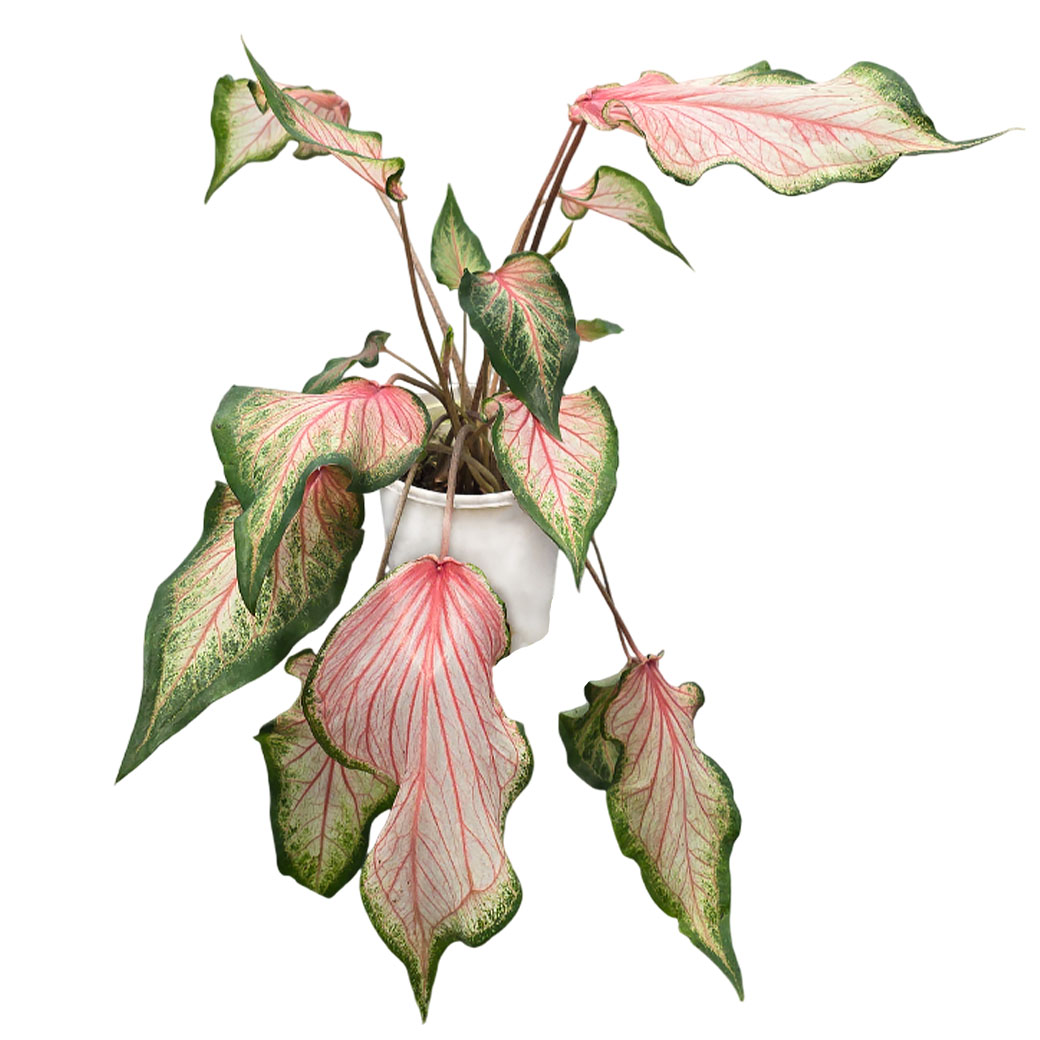 Каладиум зелёно-розовый