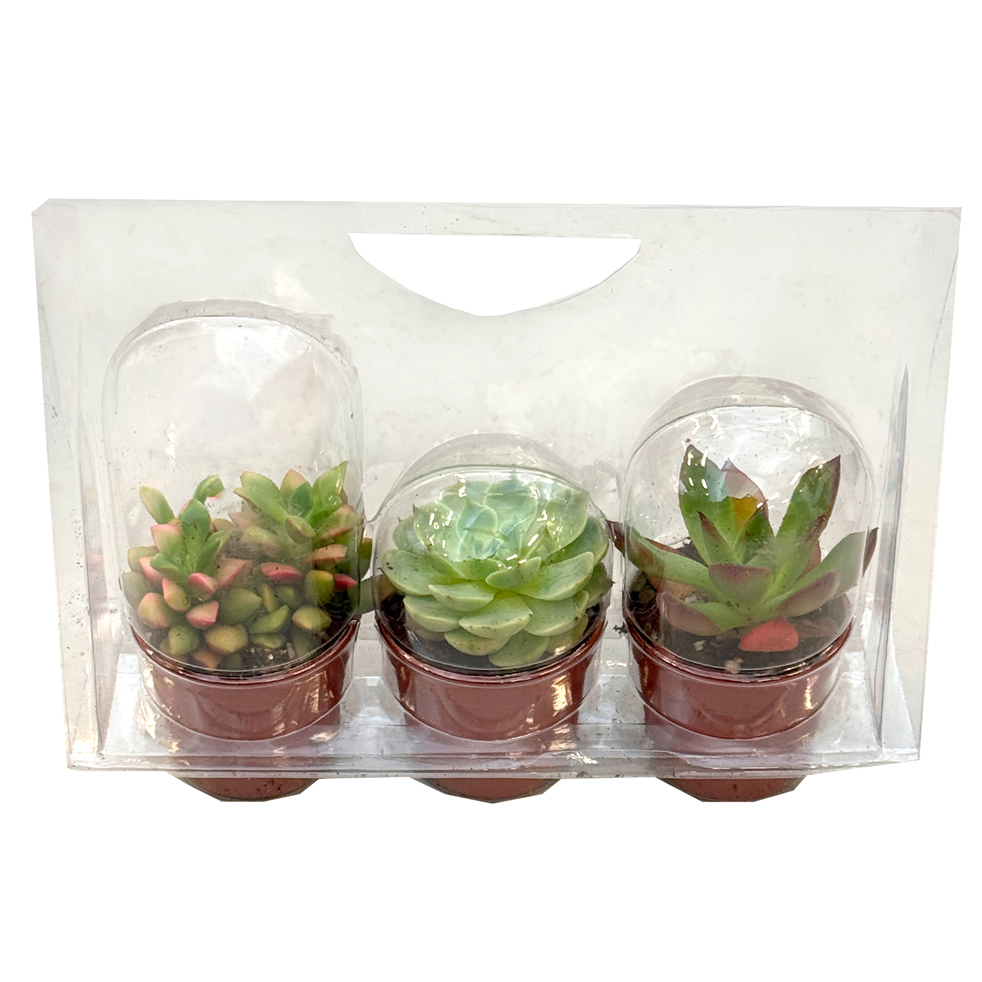 Суккулент в блистере 3 шт.