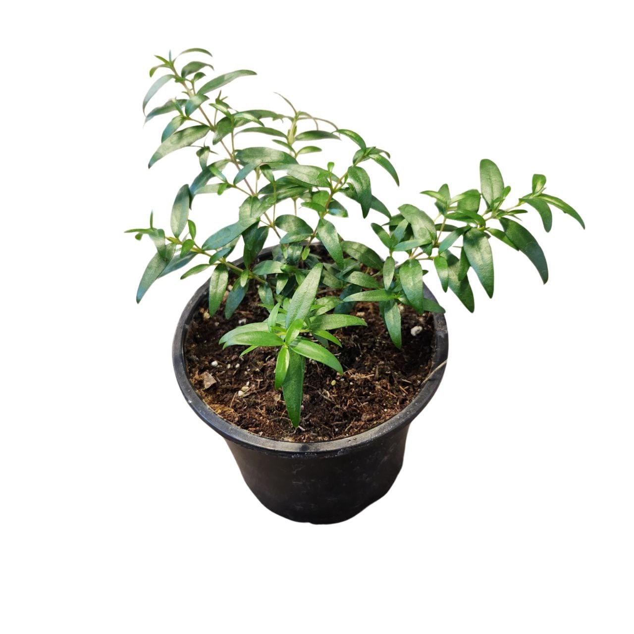 Мирт обыкновенный