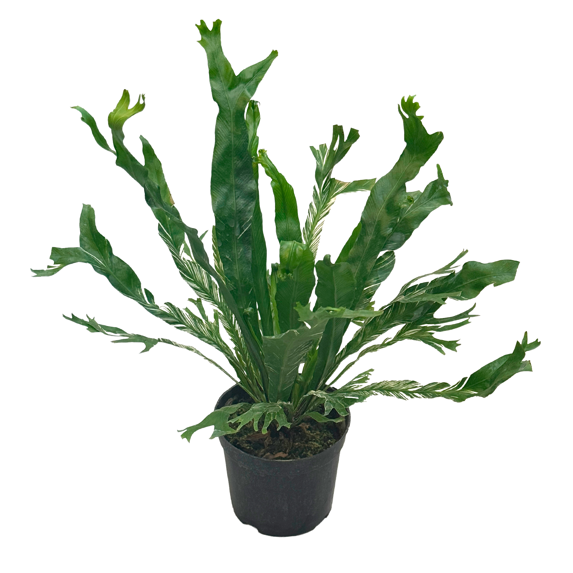 Асплениум вариегатный