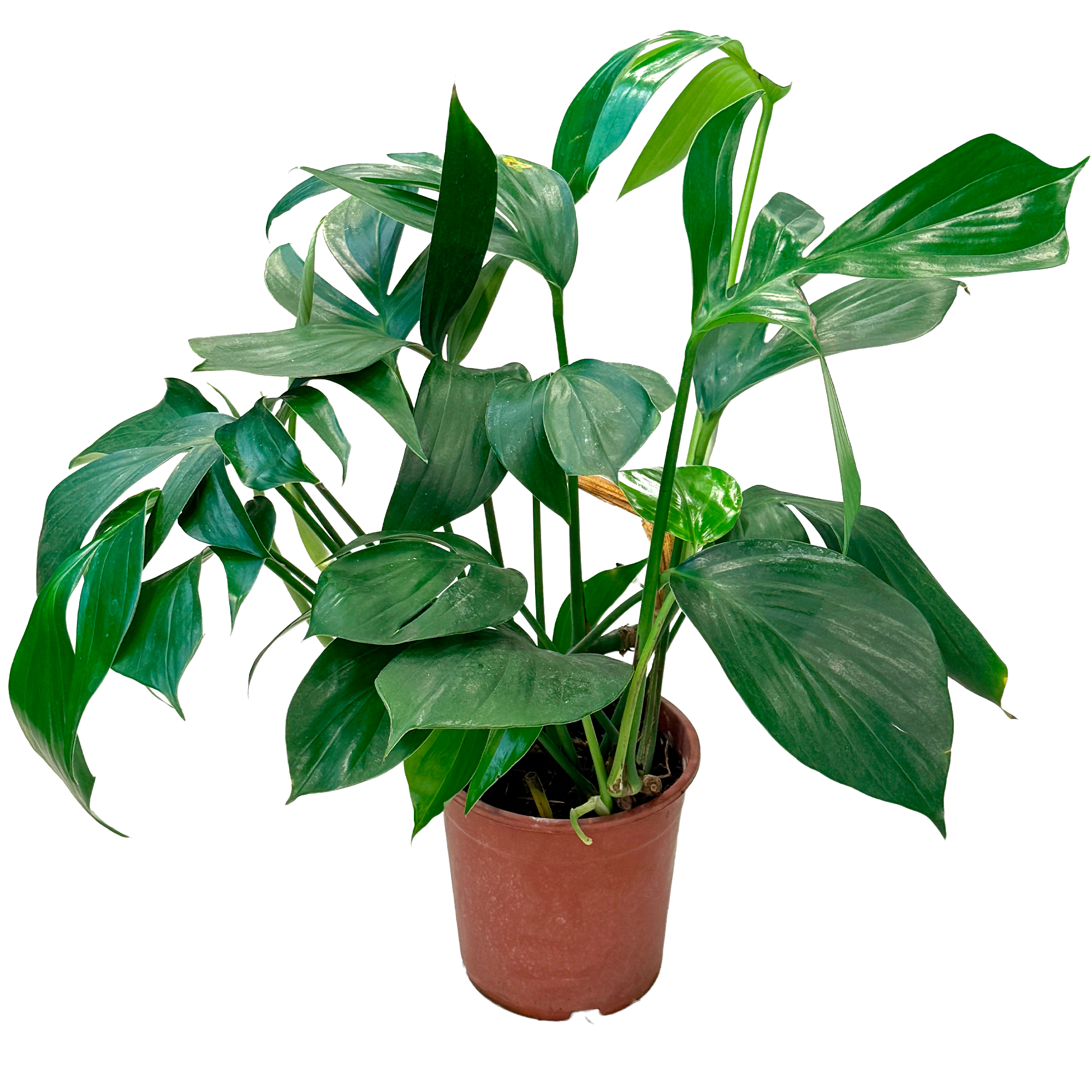 Филодендрон Флорида Грин