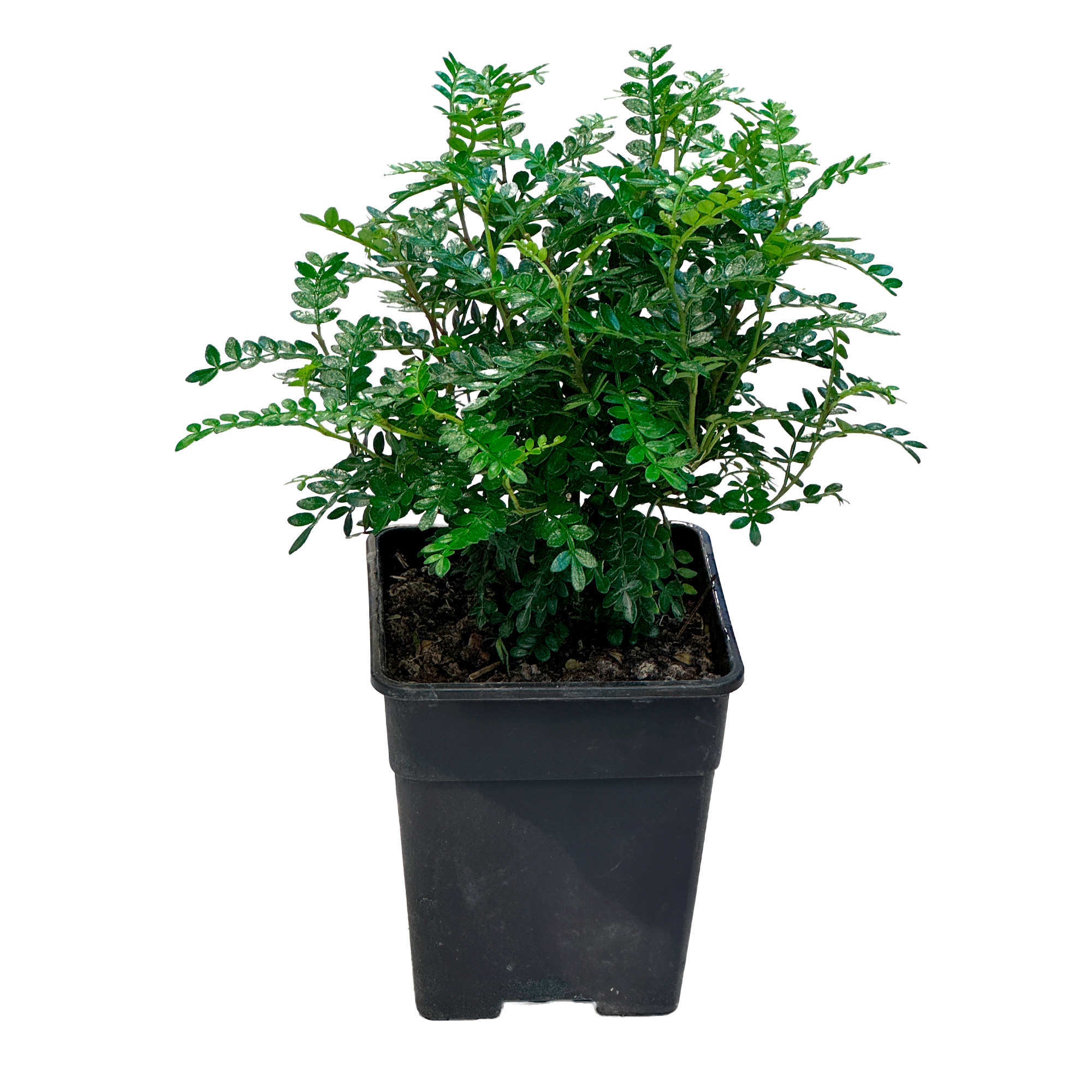 Фисташка Китайская