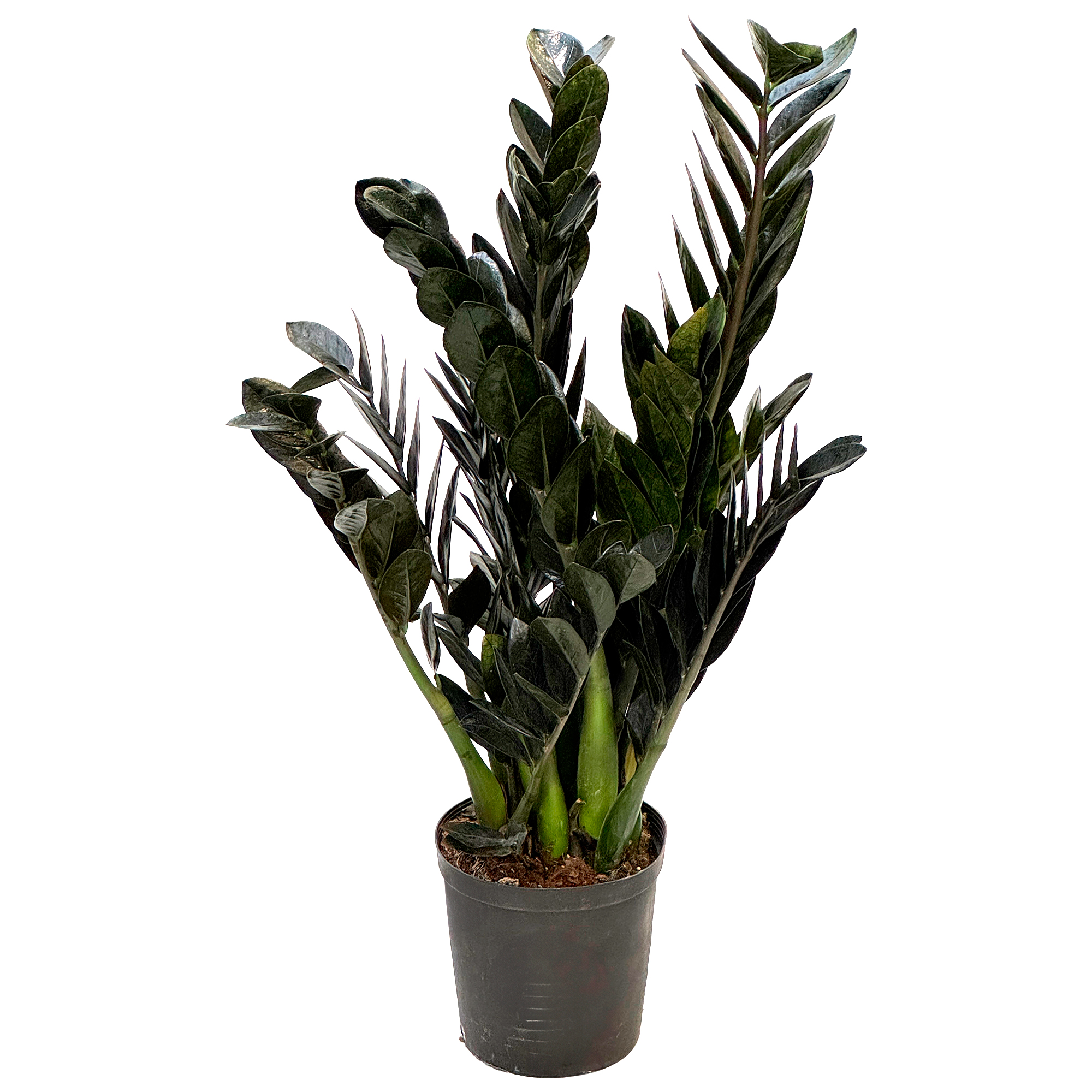 Замиокулкас Равен