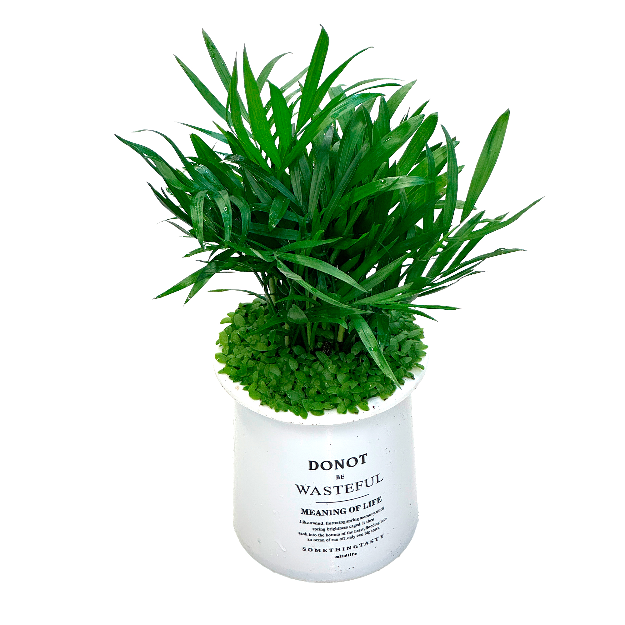 Хамедорея Элеганс в белом кашпо