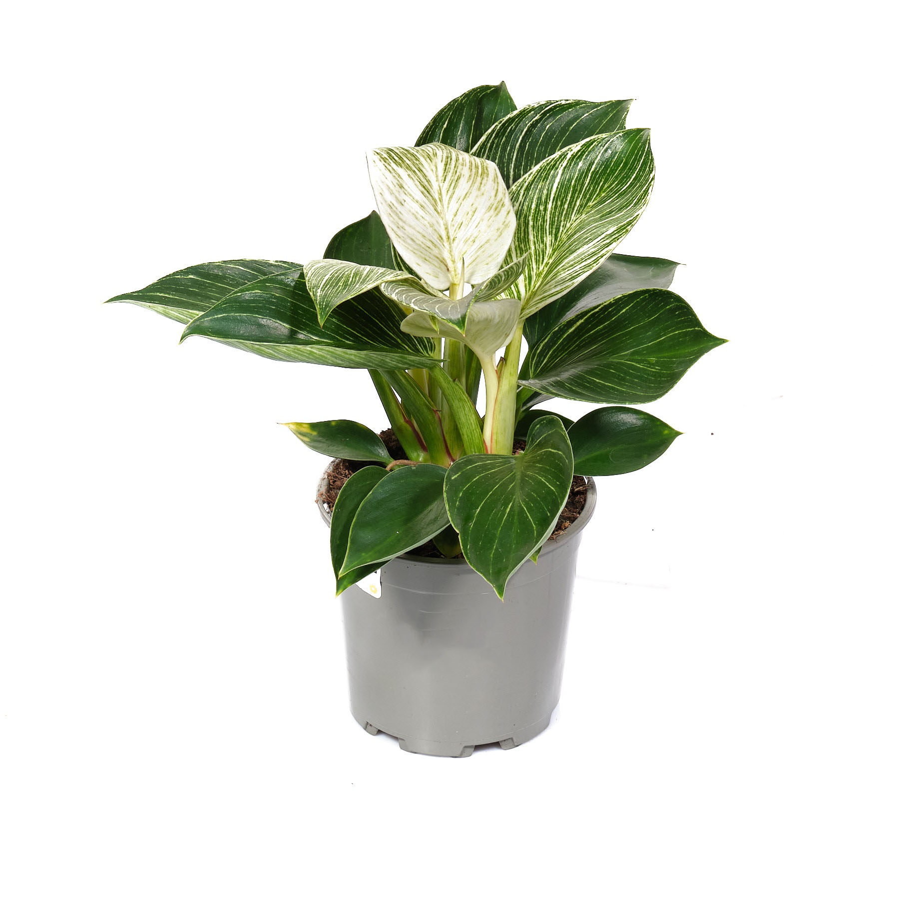 Филодендрон Биркин