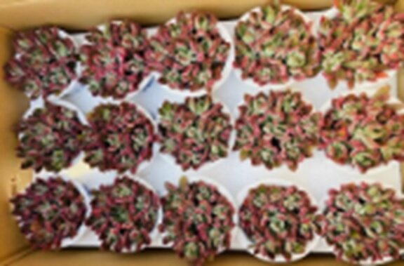 Эхеверия Пульвината