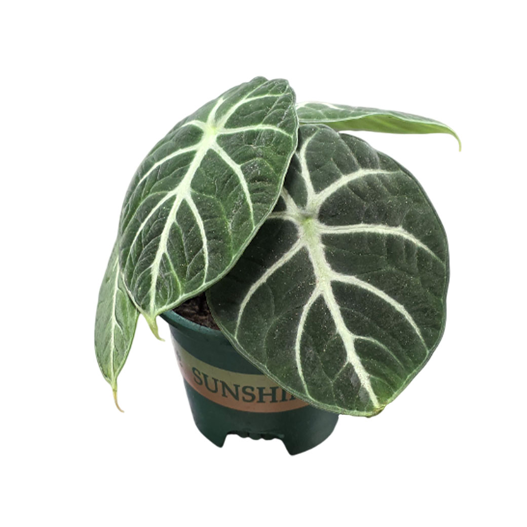 Алоказия Ниндзя