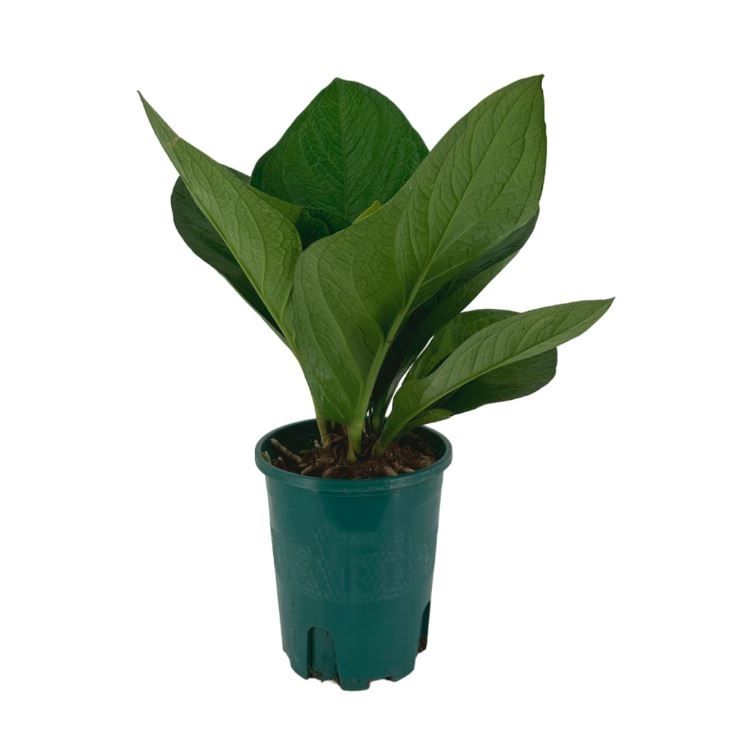 Антуриум Кобра