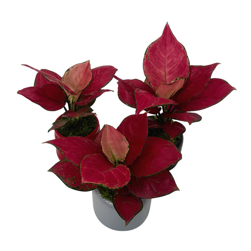 Аглаонема Эксклюзив Микс