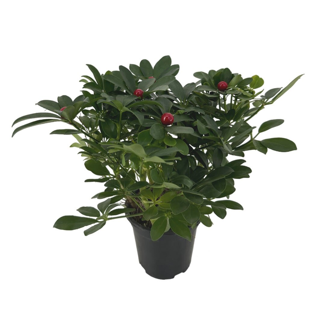 Шеффлера Нора с искуственными ягодами