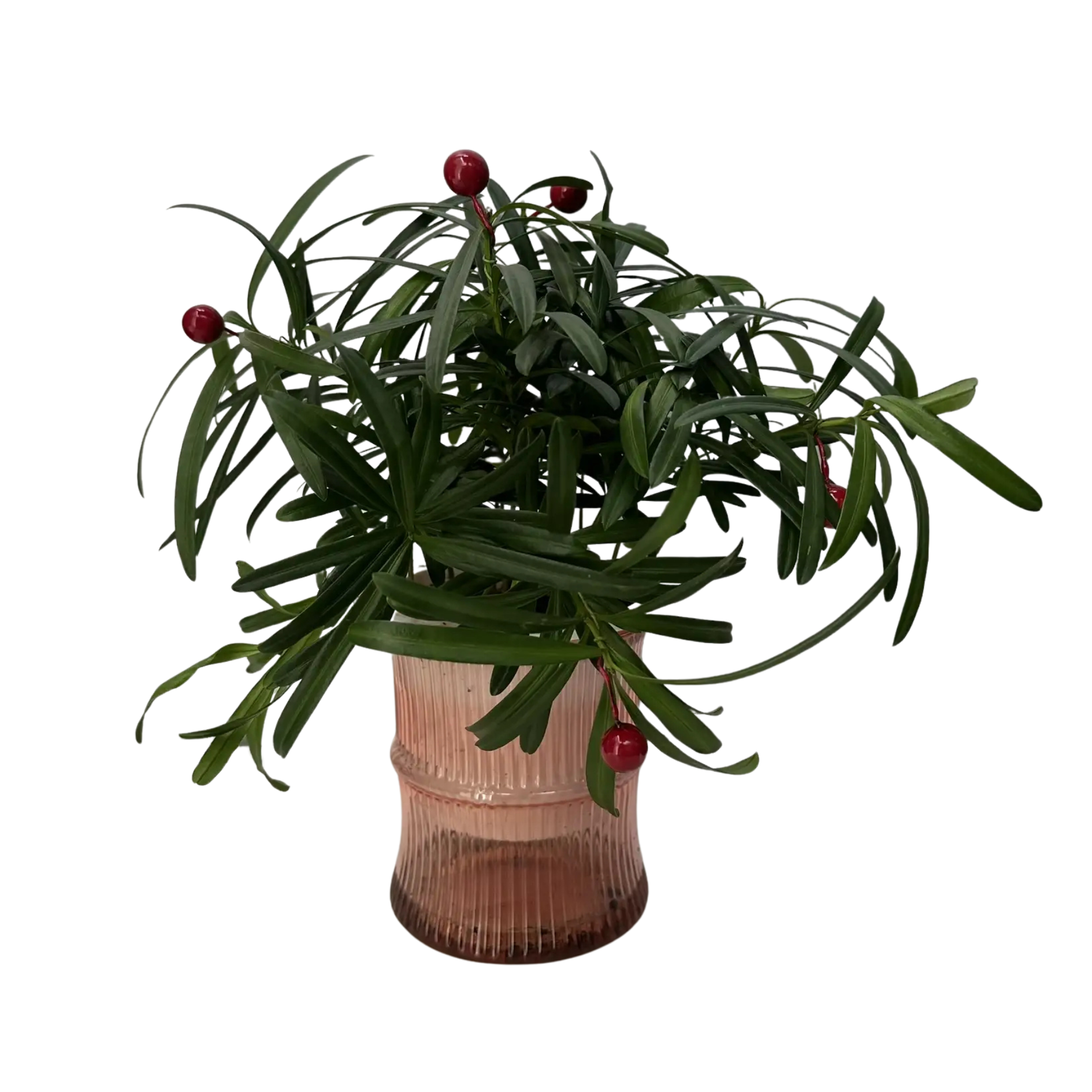 Подокарпус крупнолистный в кашпо