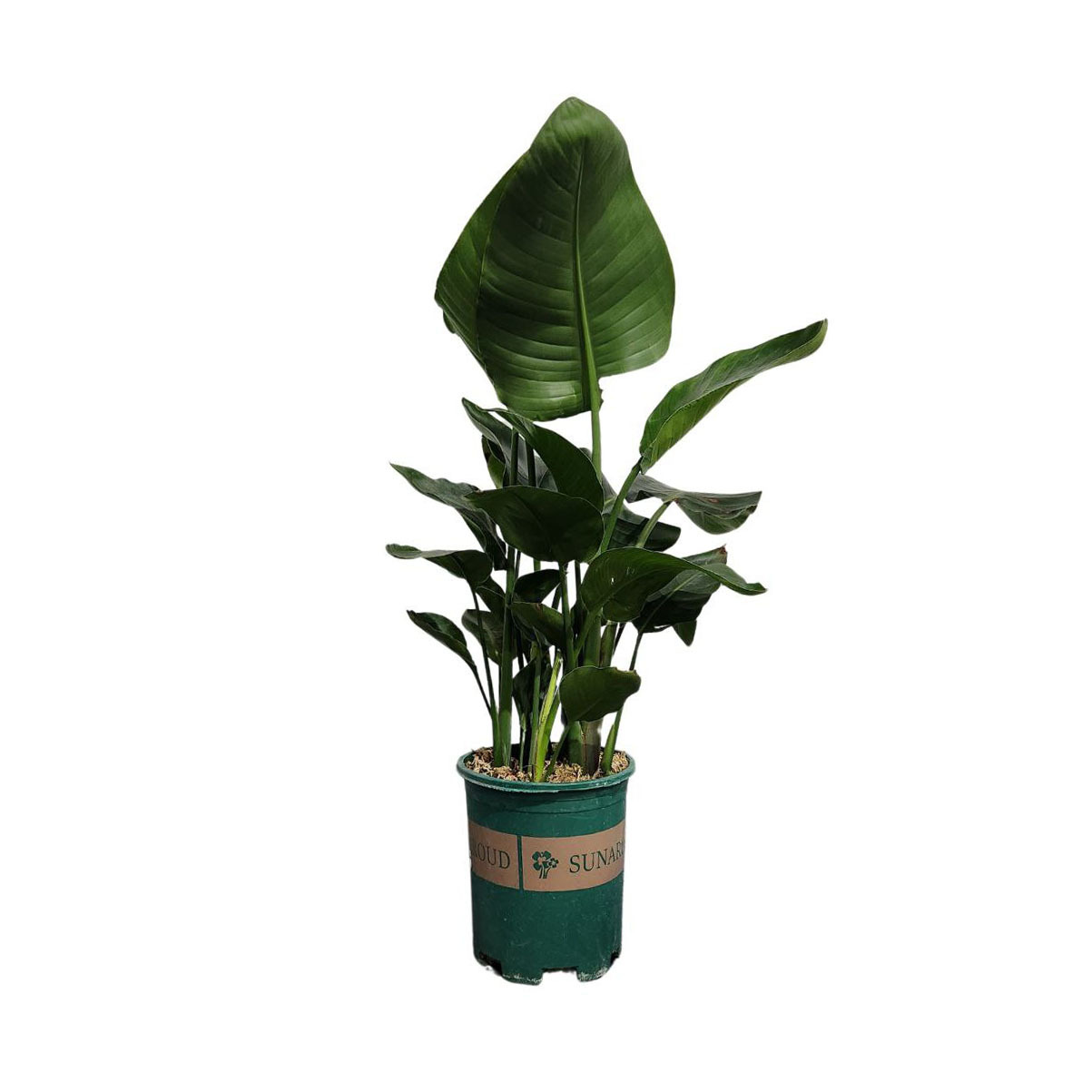 Стрелиция Регина