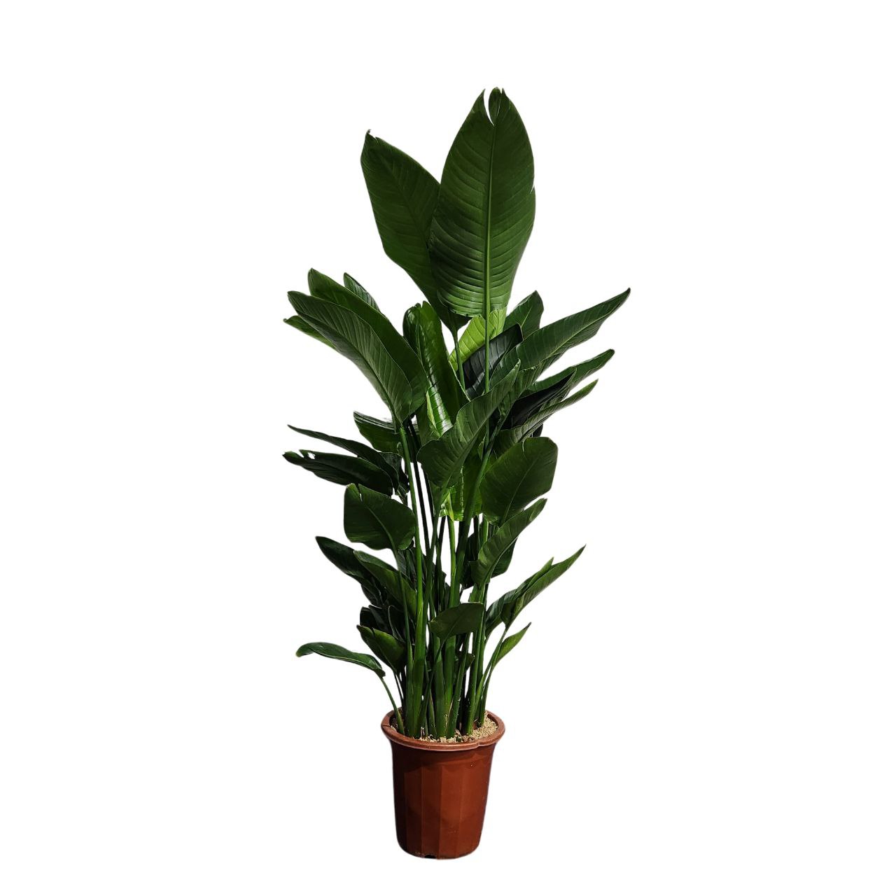 Стрелиция Регина