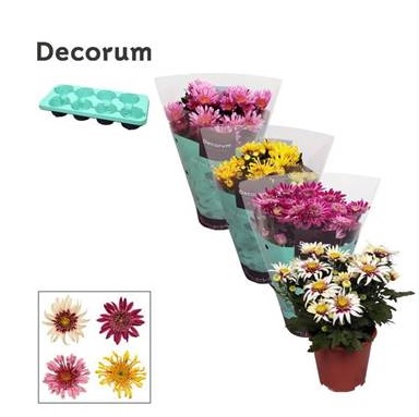 Хризантема Анемона Микс