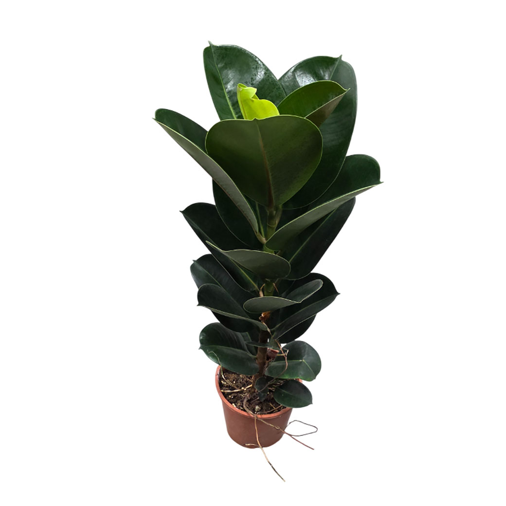 Фикус эластика Робуста