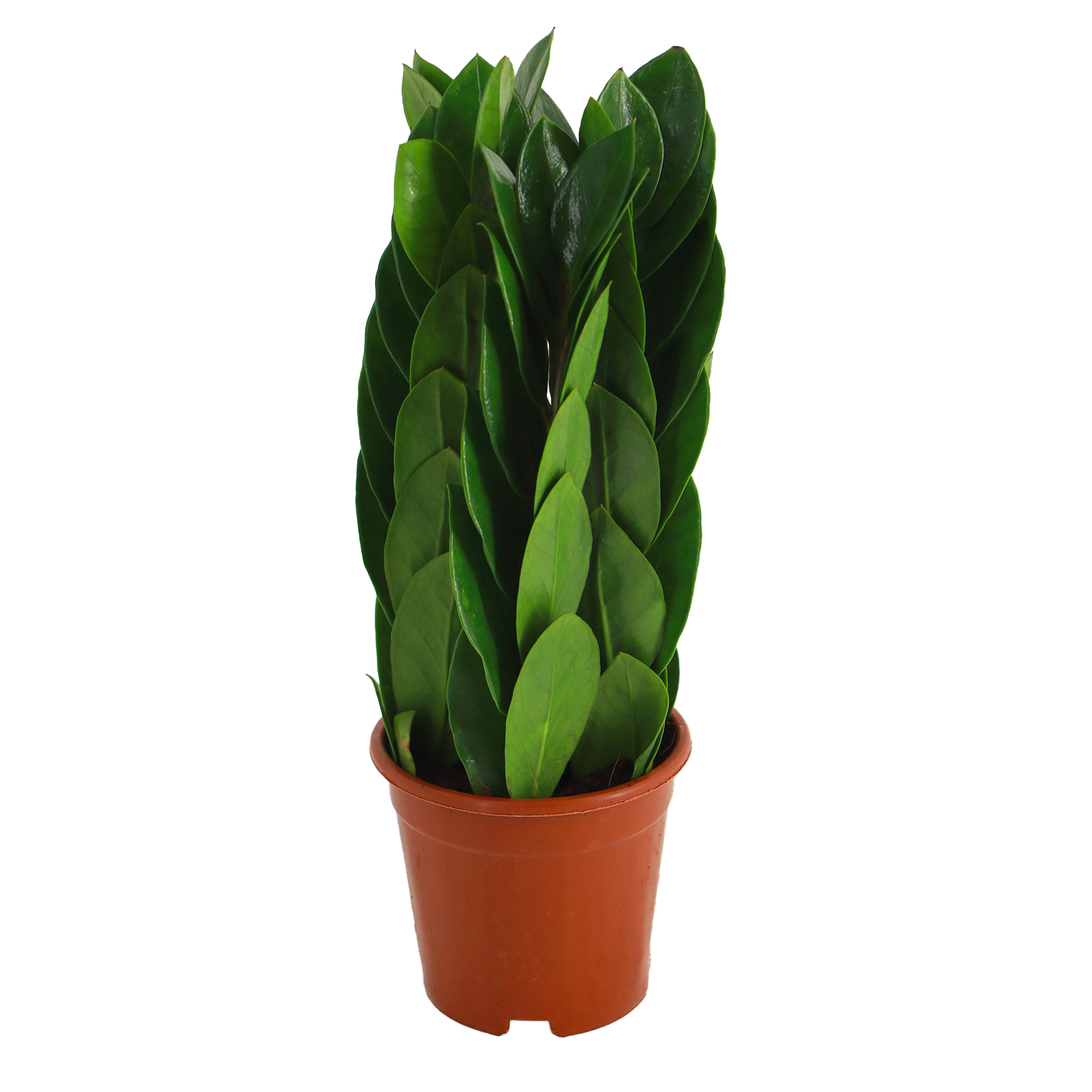 Замиокулкас пирамида