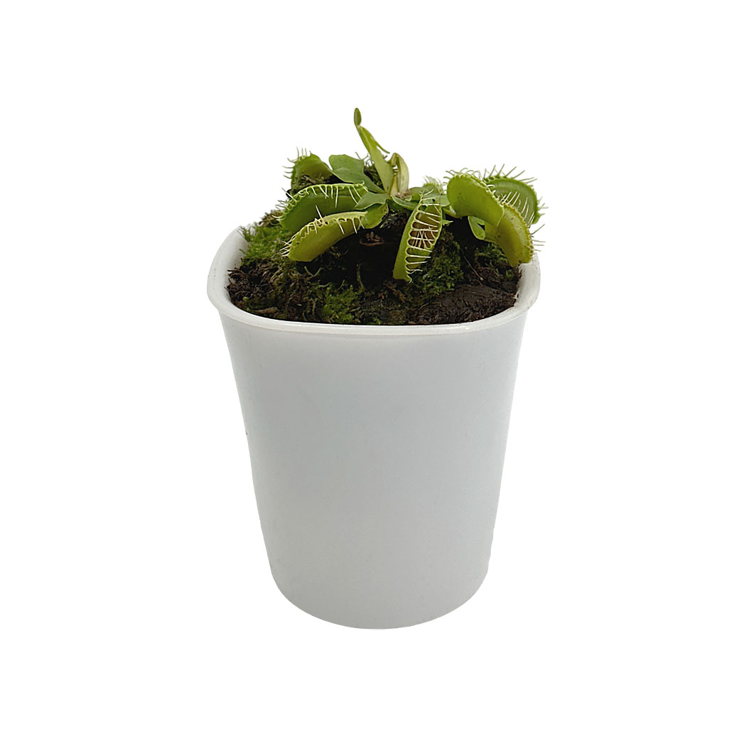 Дионея Мусципула