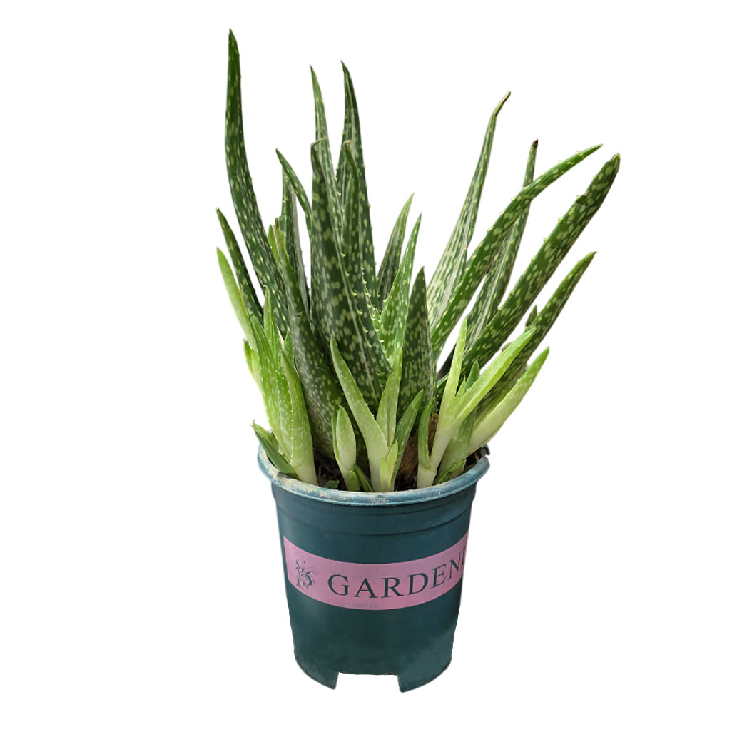 Алоэ Брокада