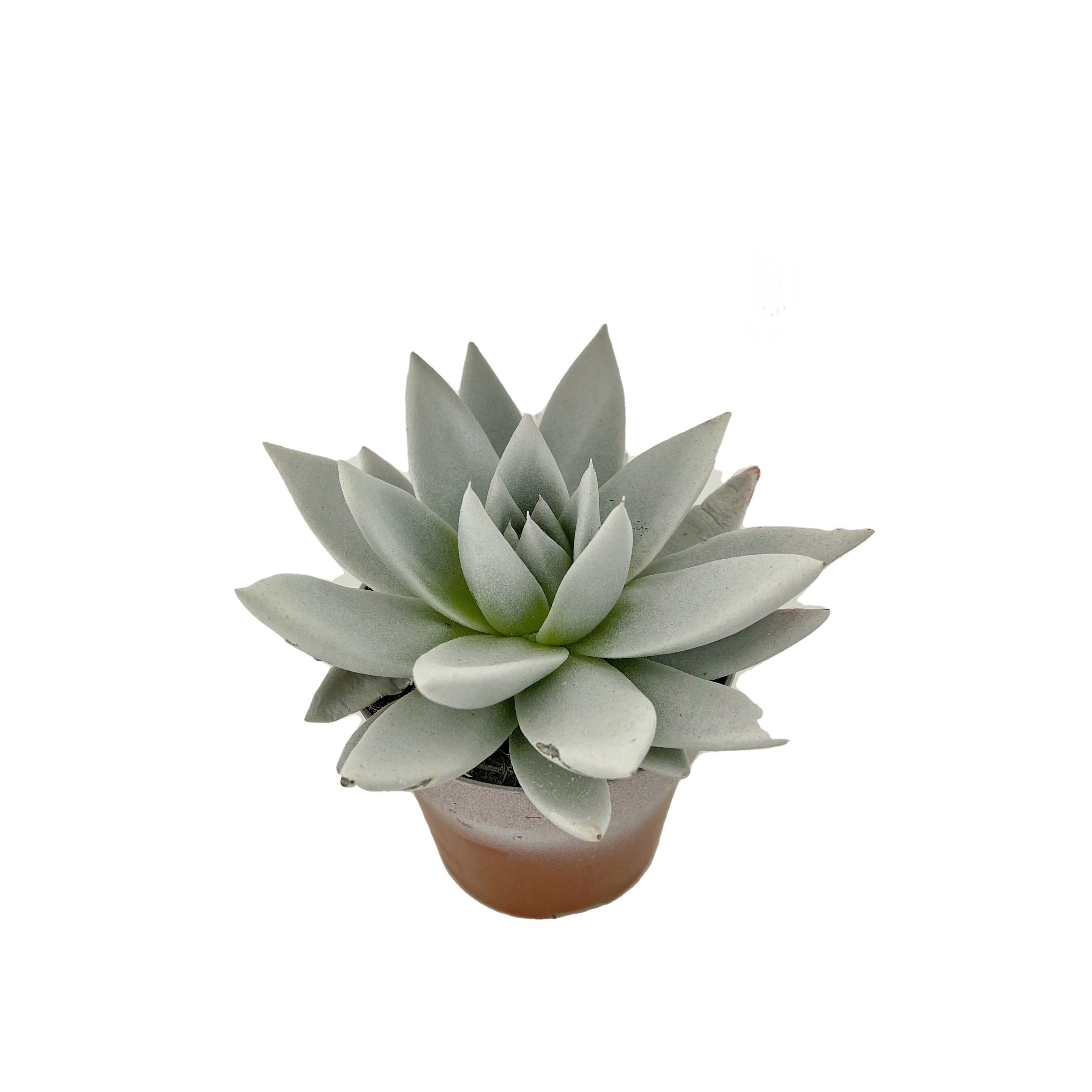 Эхеверия Миранда Светящаяся В Темноте