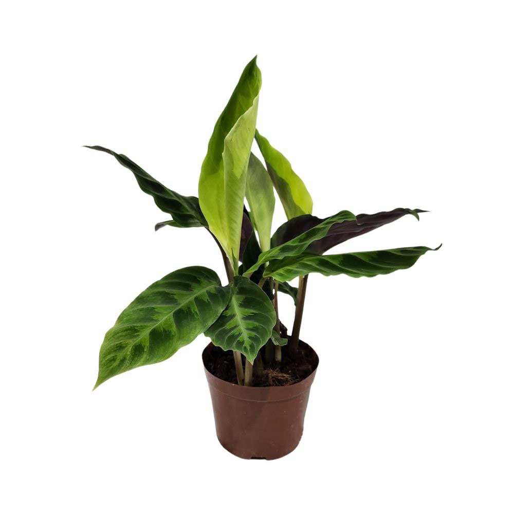 Калатея Варшевичи