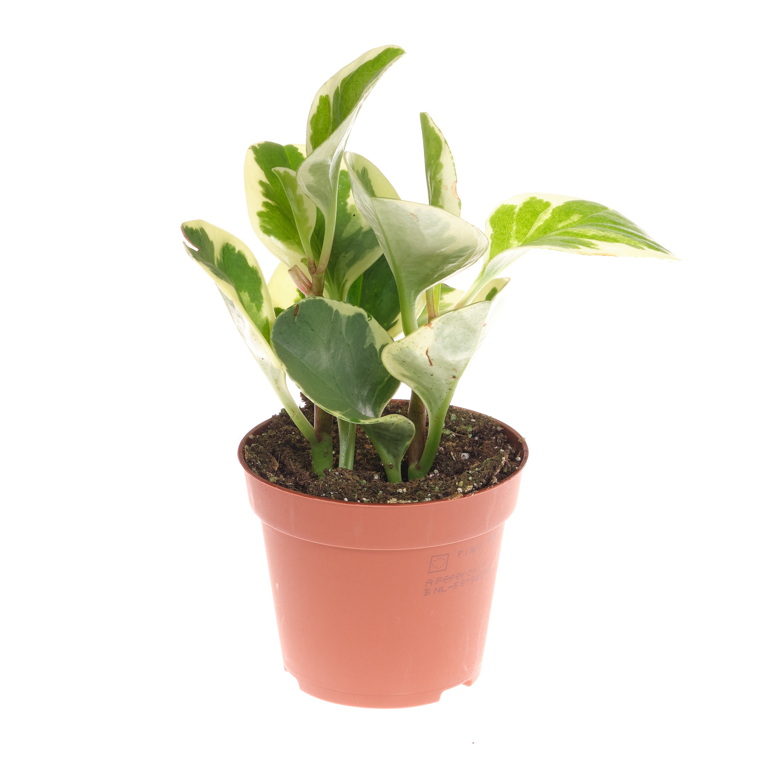 Пеперомия Вариегата