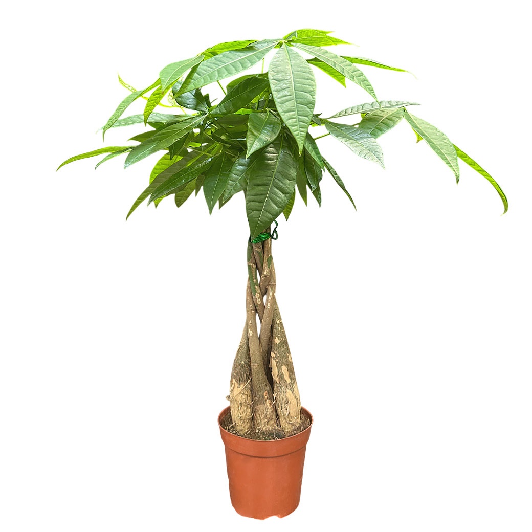 Пахира Акватика 5 ст