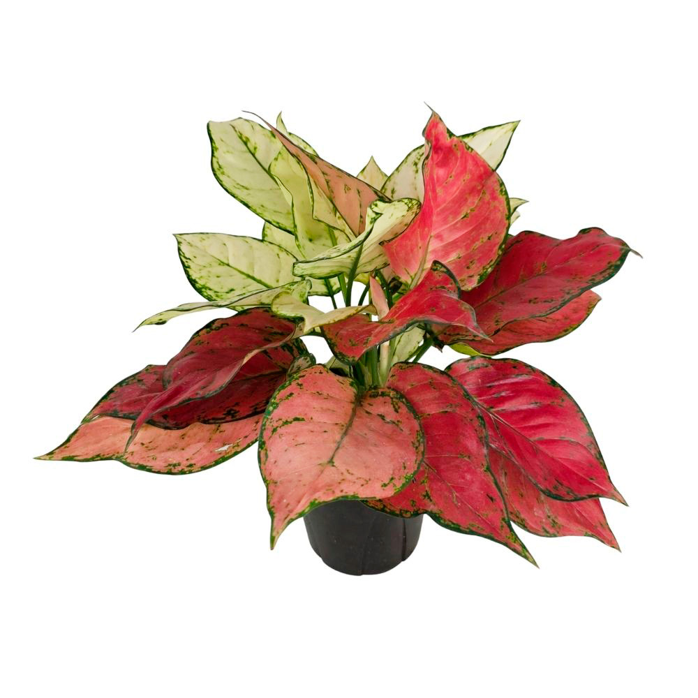 Аглаонема бело-красная