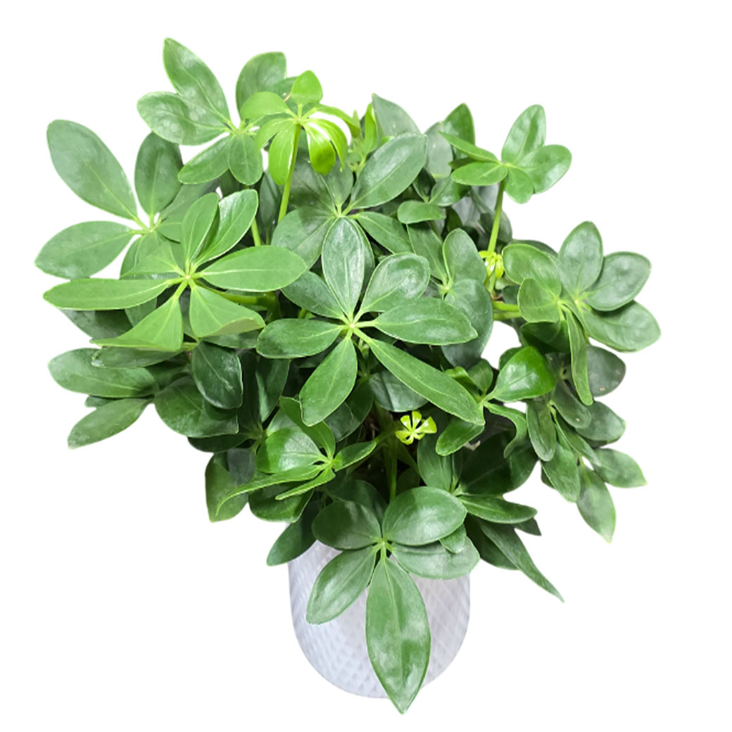 Шеффлера премиум Микс