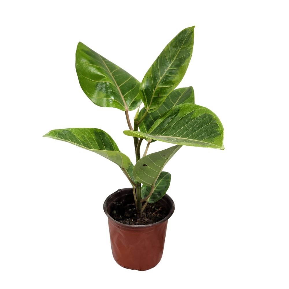 Фикус бенгаленсис Вариегата