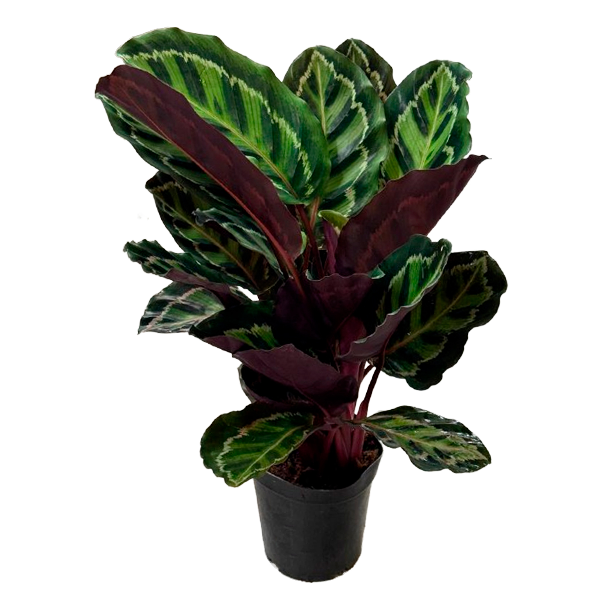 Калатея Ред Вайн
