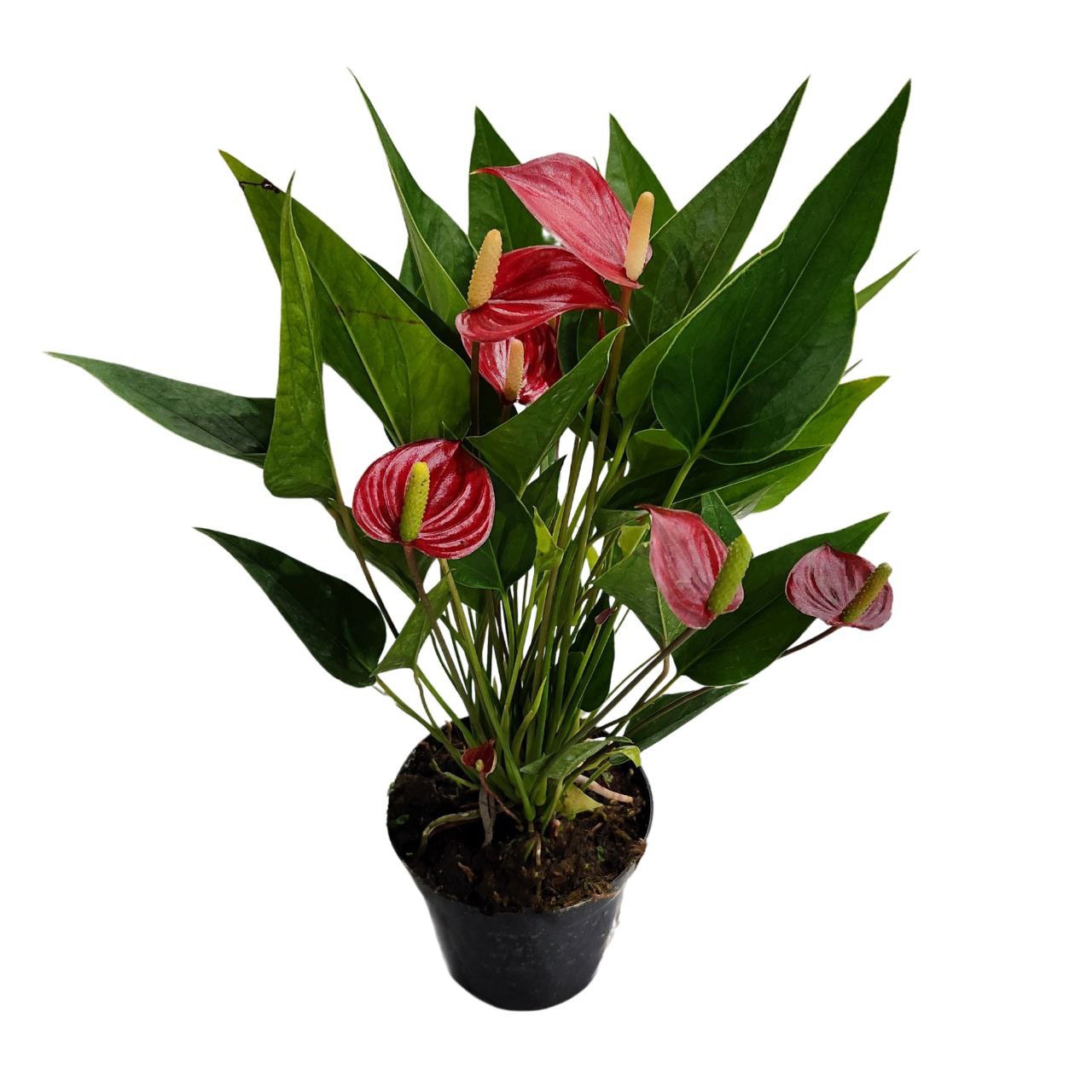 Антуриум андрианум Многоцветковый Красный