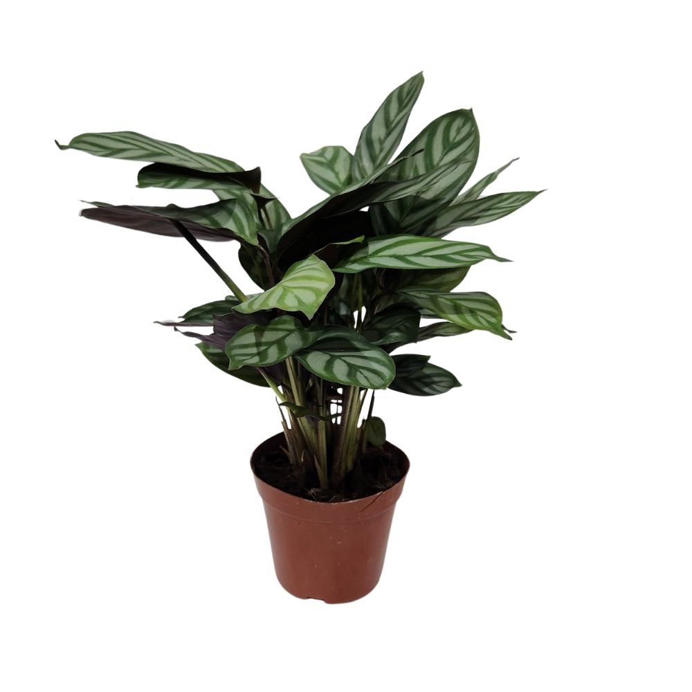 Ктенанта Оппенгейма