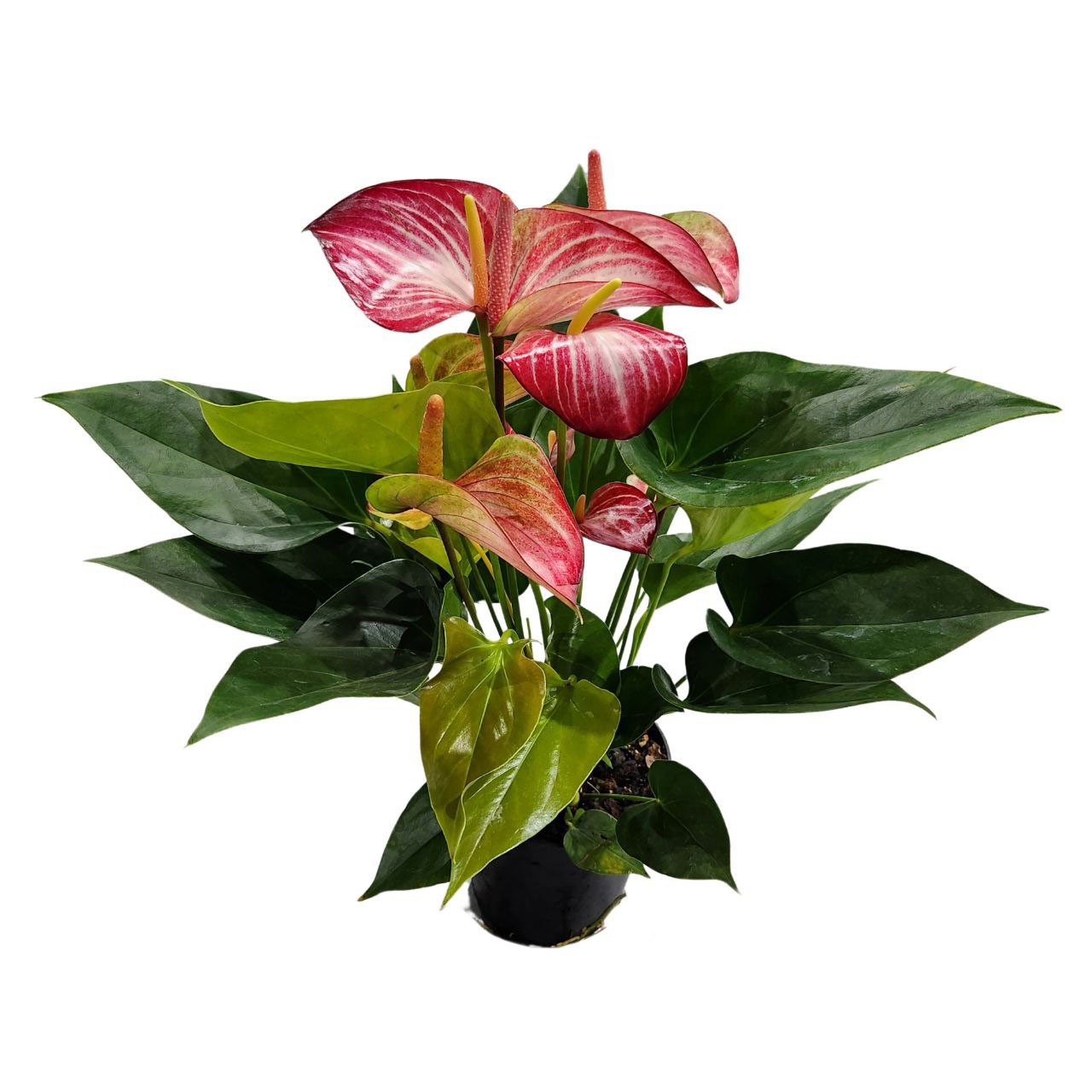 Антуриум андрианум Ливиум